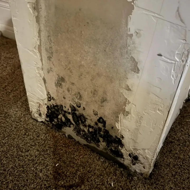 Professional Mold Removal in Barnsdall, OK